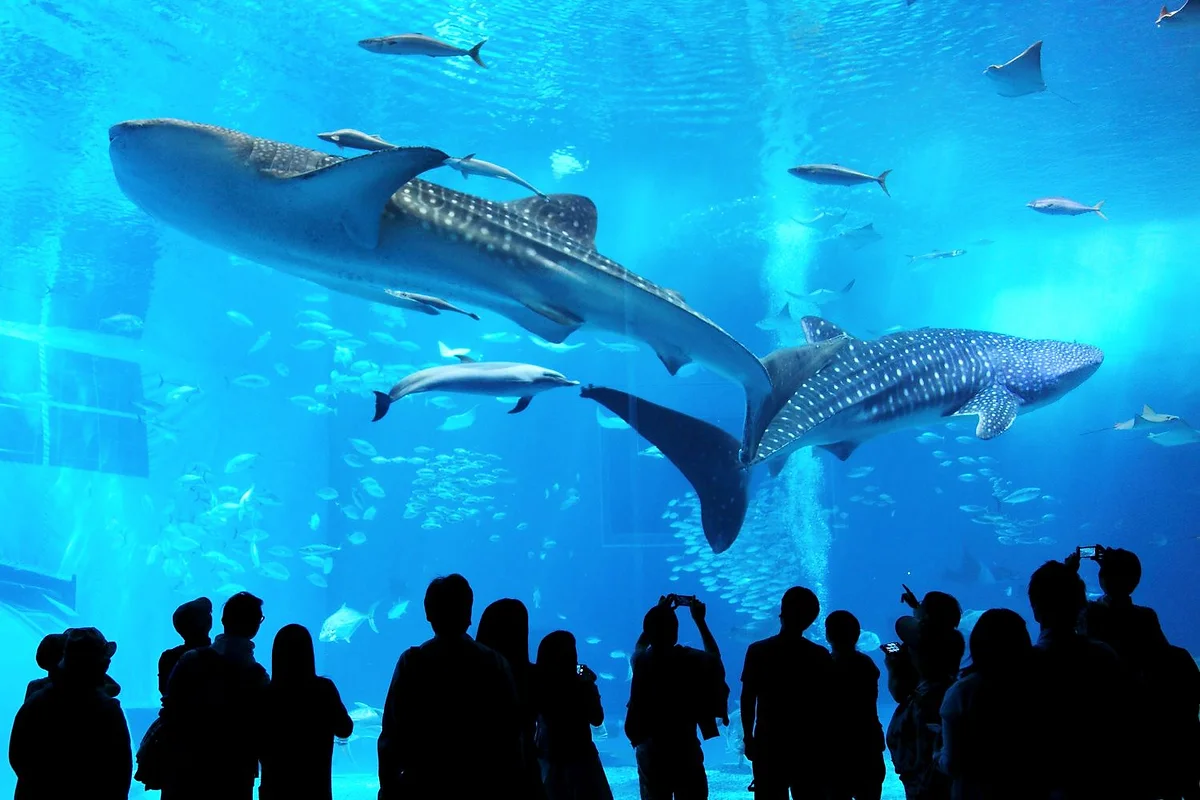 Best aquarium in Tokyo for kids?