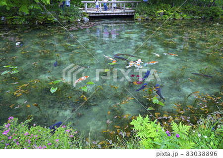 Where can we watch koi fishes in Tokyo?