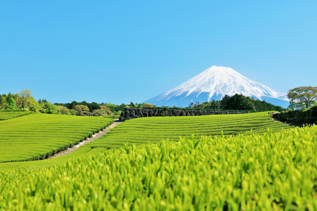 Alternative Spots to View Mt. Fuji Without Visiting the Mountain Directly